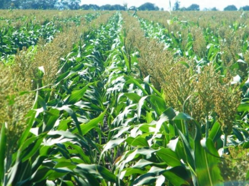 .406 Chances Plains Road, Chinchilla QLD 4413