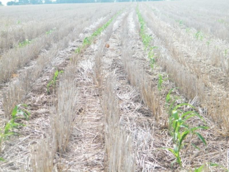 .406 Chances Plains Road, Chinchilla QLD 4413