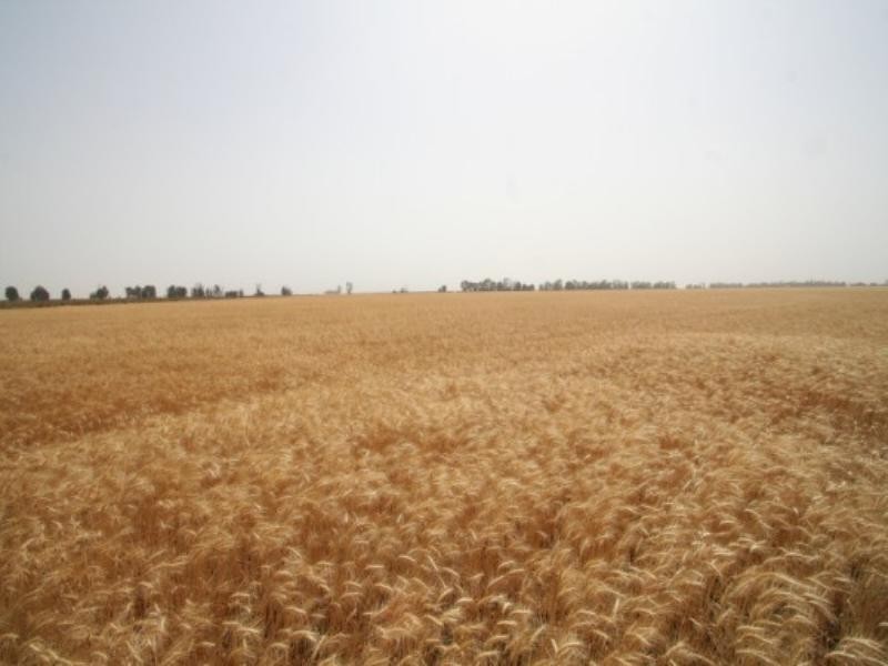 .406 Chances Plains Road, Chinchilla QLD 4413