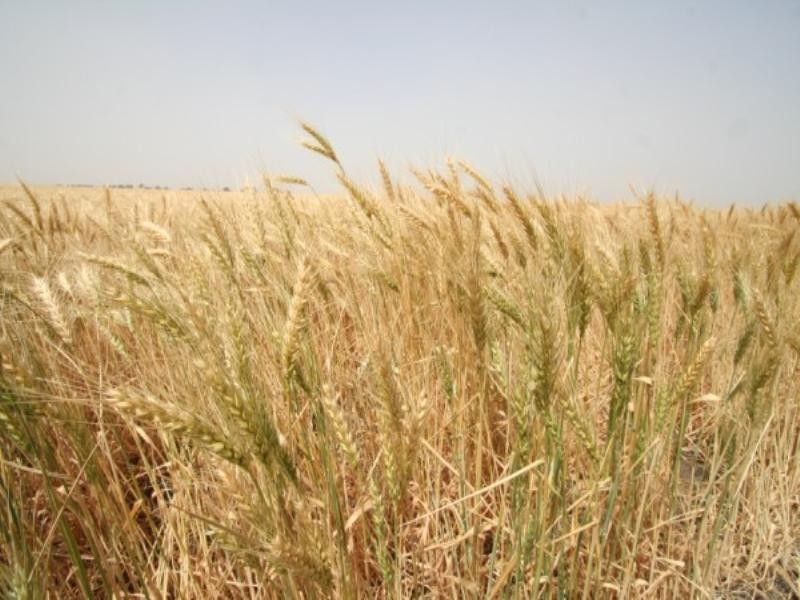 .406 Chances Plains Road, Chinchilla QLD 4413