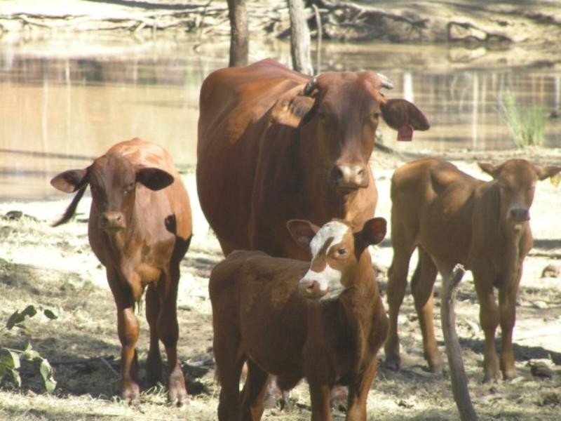 . Durah Road, Chinchilla QLD 4413