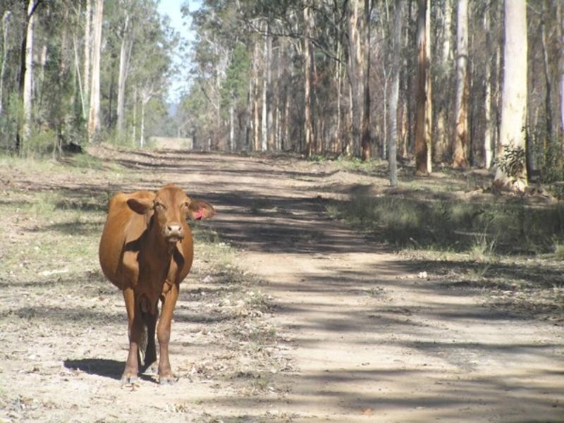 . Durah Road, Chinchilla QLD 4413