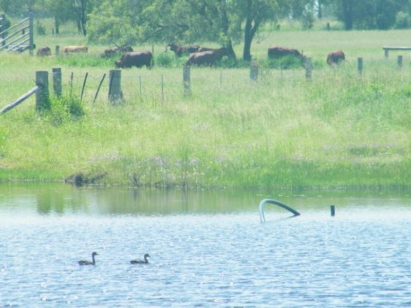 364 Windmill Road, Chinchilla QLD 4413