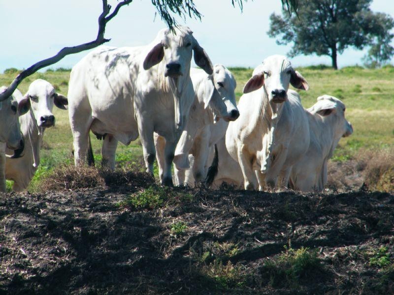 706 Healy’s Crossing Road, Brigalow QLD 4412