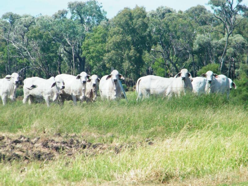 706 Healy’s Crossing Road, Brigalow QLD 4412