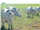 706 Healy’s Crossing Road, Brigalow QLD 4412