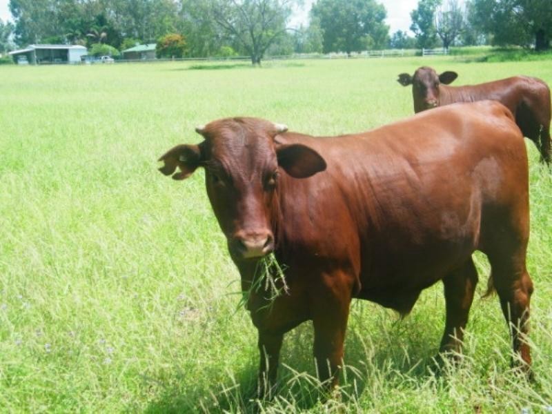 364 Windmill Road, Chinchilla QLD 4413