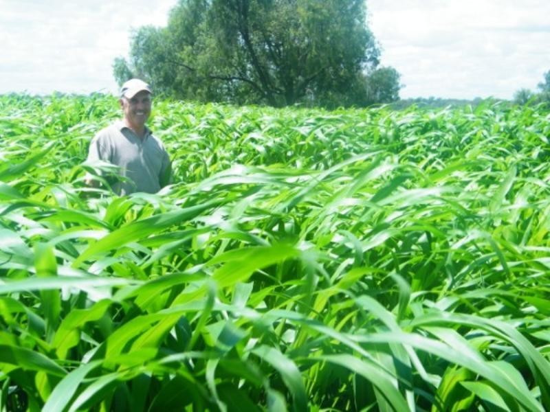 364 Windmill Road, Chinchilla QLD 4413