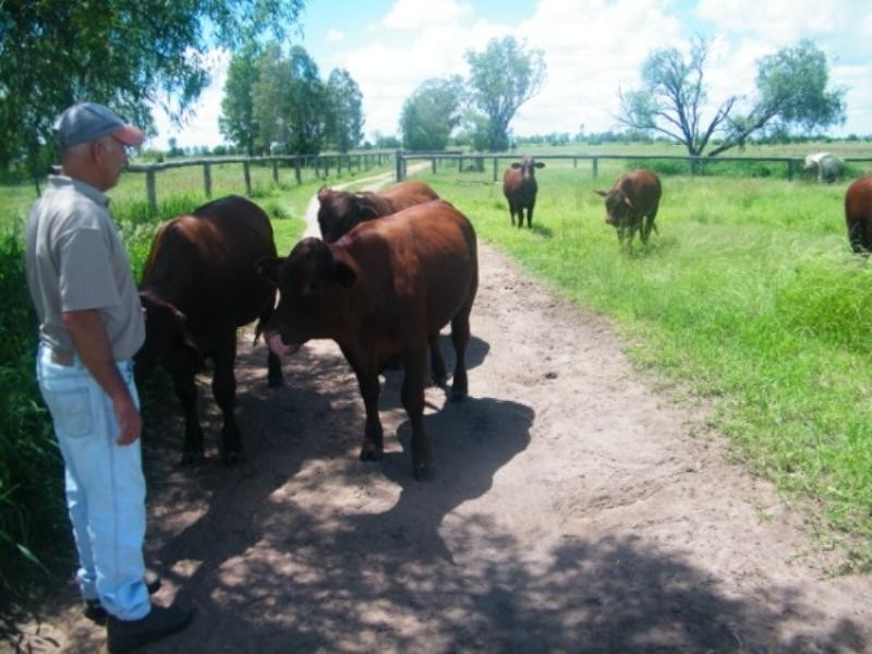 364 Windmill Road, Chinchilla QLD 4413