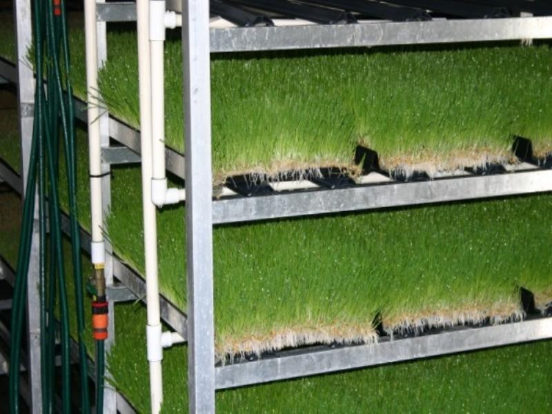 190 Phipps Road, Chinchilla QLD 4413