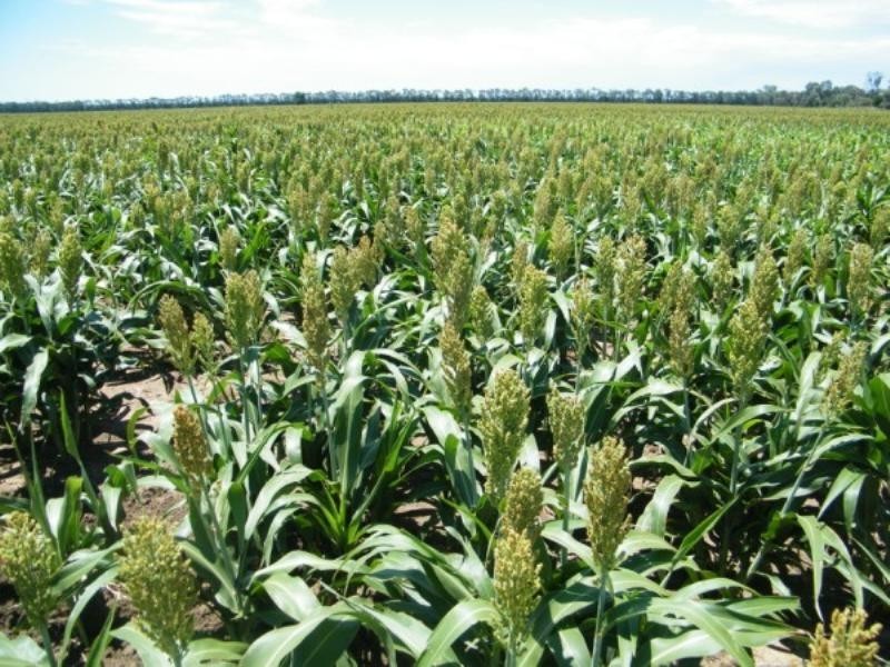 WATERCOURSE Chinchilla-Wondai Road, Chinchilla QLD 4413