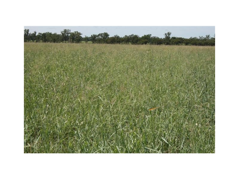 Chinchilla QLD 4413