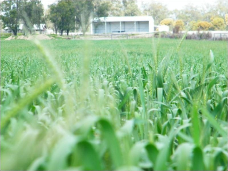 3139 Chinchilla Wondai Road, Chinchilla QLD 4413