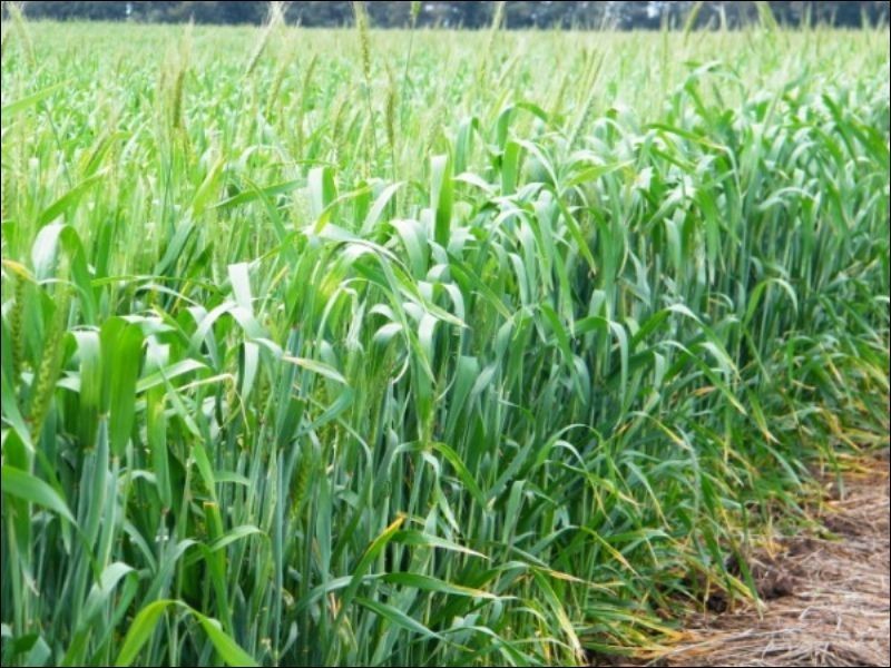 3139 Chinchilla Wondai Road, Chinchilla QLD 4413