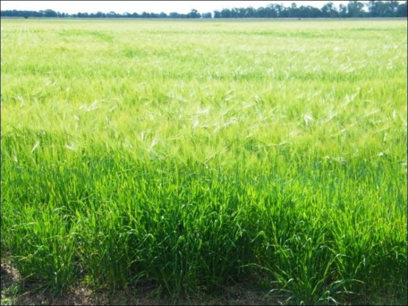 Lot 722 Lower Jinghi Road, Jandowae QLD 4410