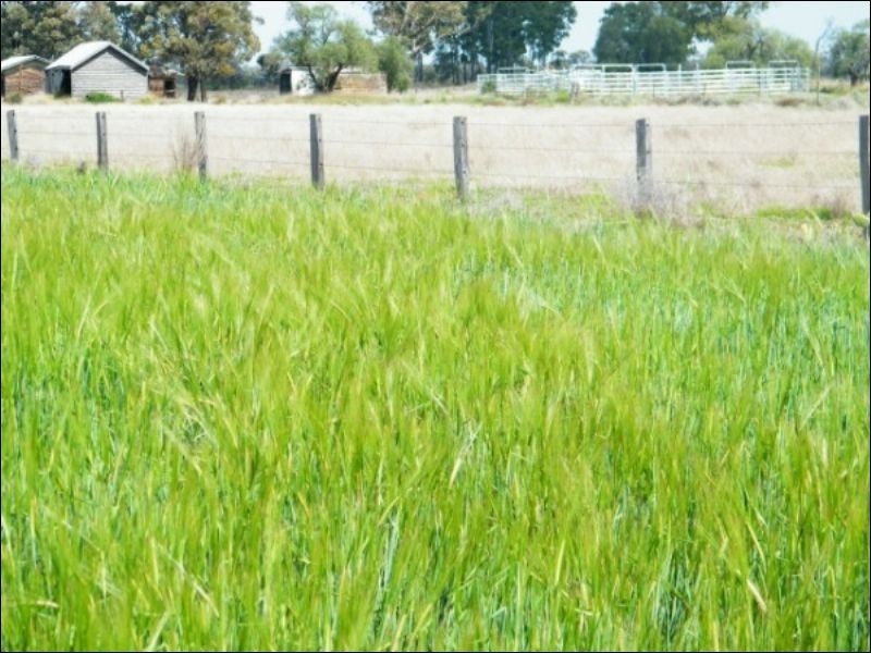 Lot 722 Lower Jinghi Road, Jandowae QLD 4410