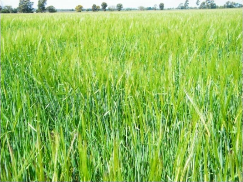 Lot 722 Lower Jinghi Road, Jandowae QLD 4410