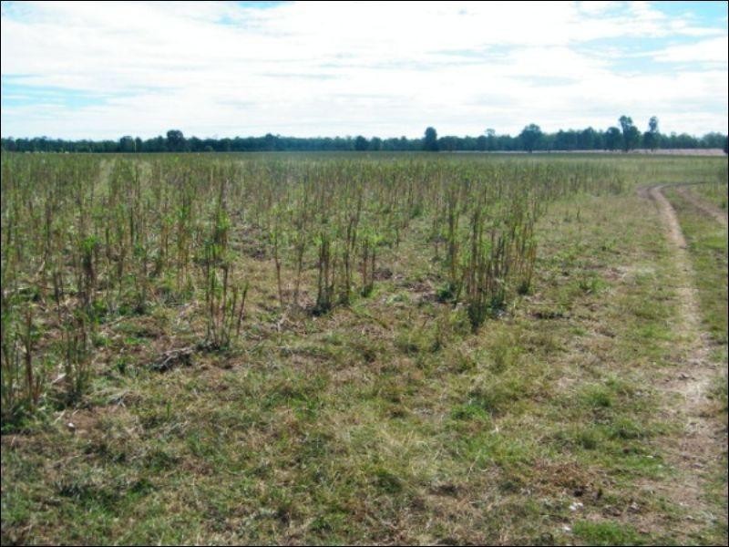 84 Langlands Road, Jandowae QLD 4410