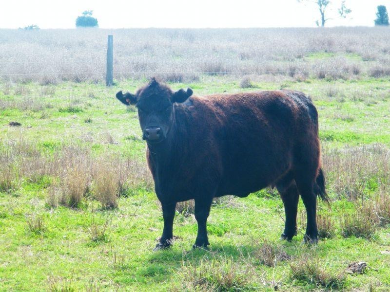 Lot 15 Chinchilla-Tara Road, Chinchilla QLD 4413