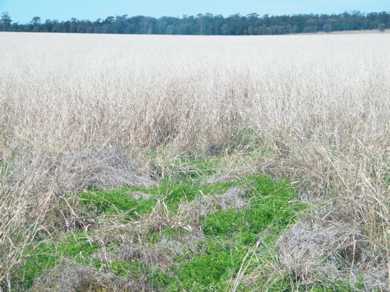 Lot 15 Chinchilla-Tara Road, Chinchilla QLD 4413