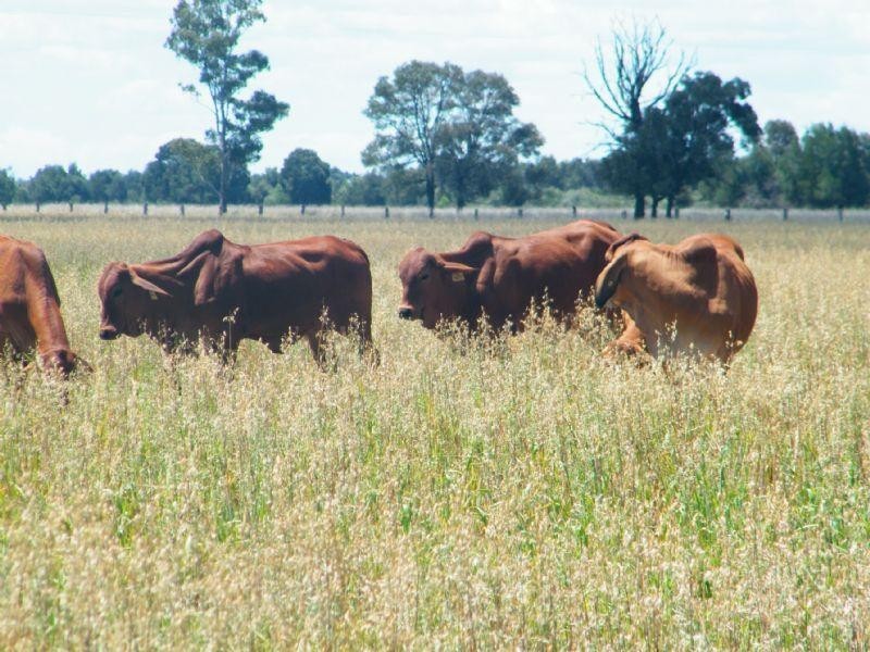 CUMALONG 765 Braithwaites Road, Burncluith QLD 4413