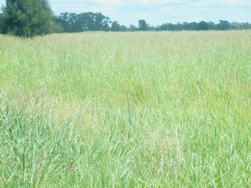 CUMALONG 765 Braithwaites Road, Burncluith QLD 4413