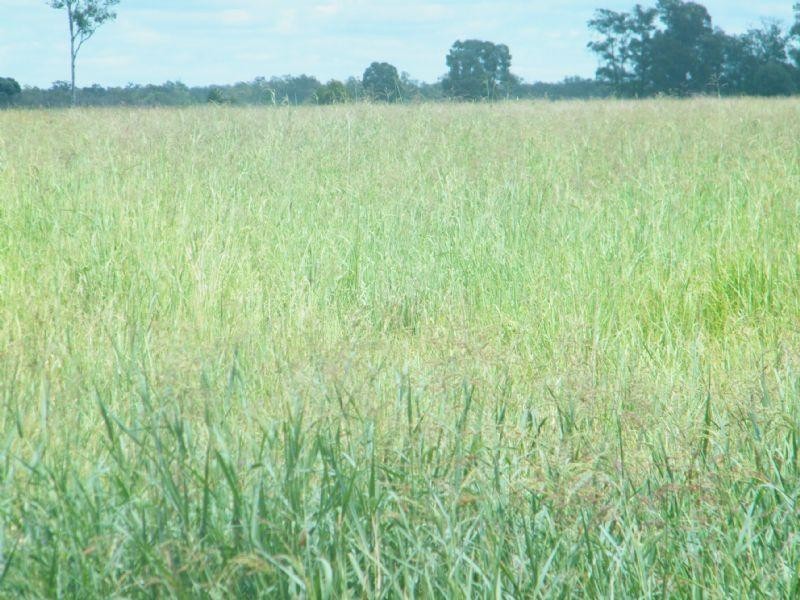 CUMALONG 765 Braithwaites Road, Burncluith QLD 4413