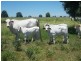 Lot 22-23 Tara-Chinchilla Road, Tara QLD 4421