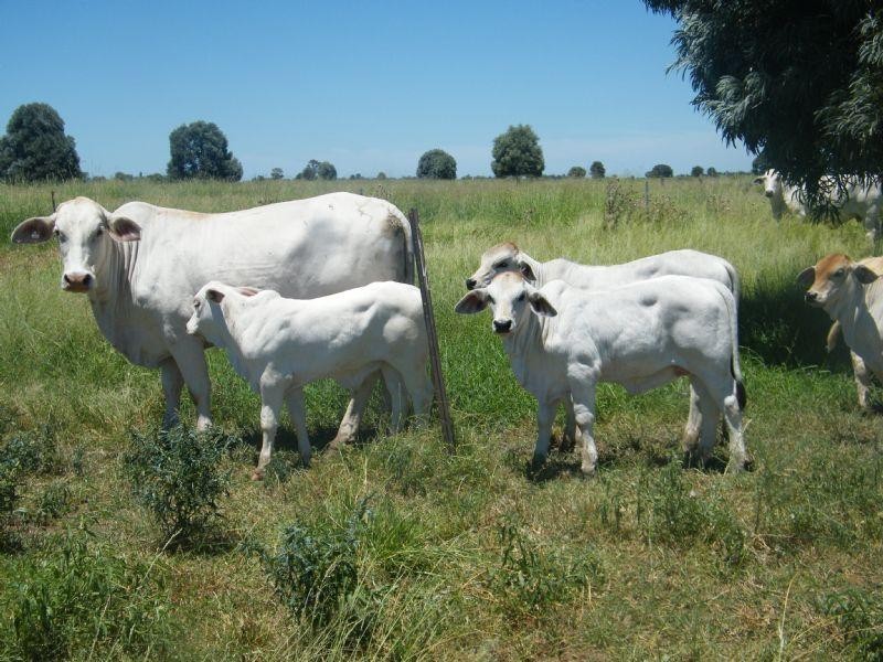 Lot 22-23 Tara-Chinchilla Road, Tara QLD 4421