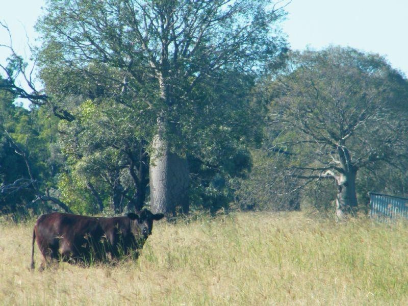 Lot 302 Leichhardt Highway, Miles QLD 4415