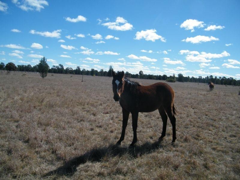 73 Koefoeds Road, Tara QLD 4421