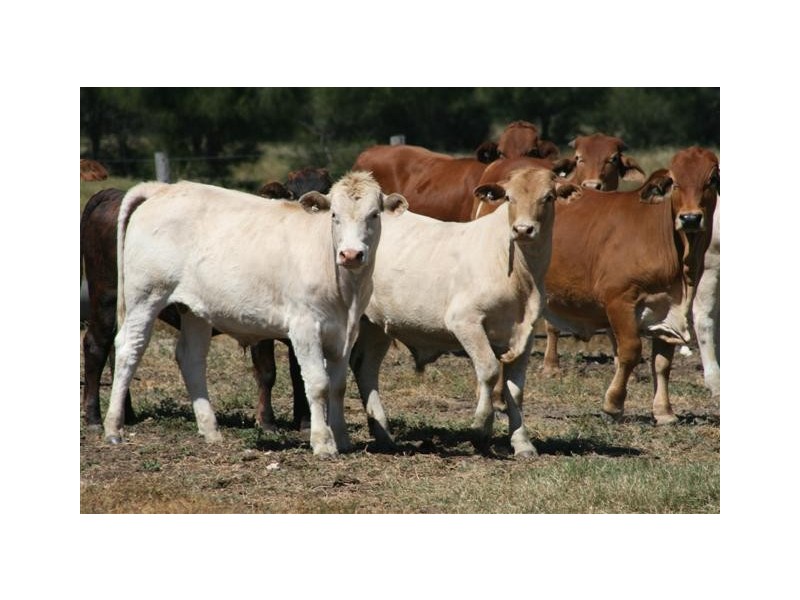 Chinchilla QLD 4413