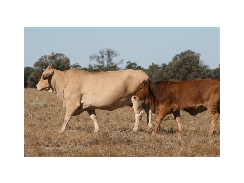 Chinchilla QLD 4413