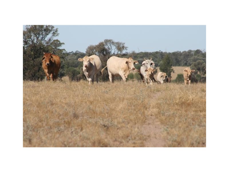 Chinchilla QLD 4413