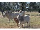 Chinchilla QLD 4413