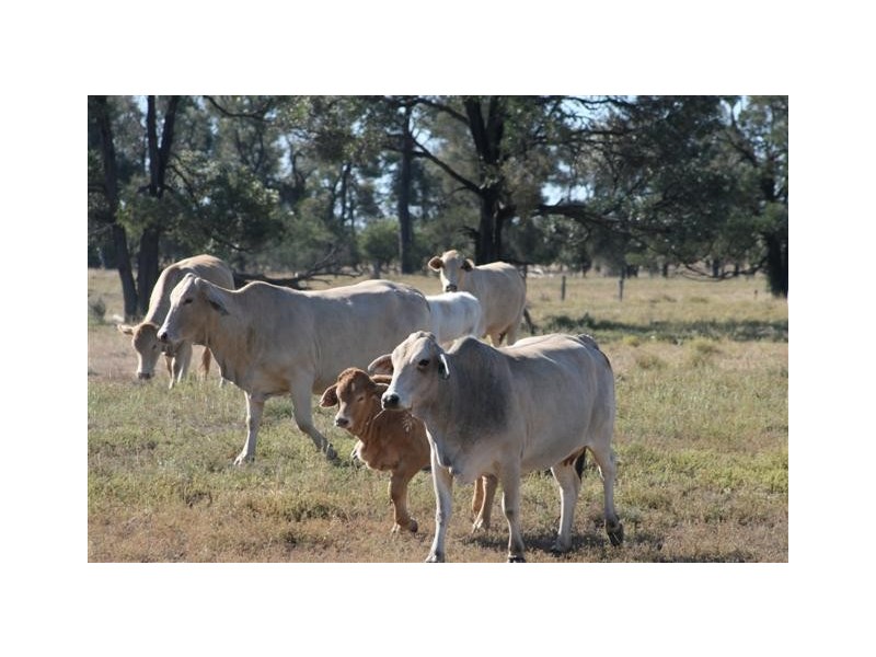Chinchilla QLD 4413