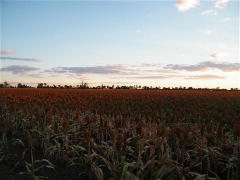 BLACKDOWN ROMA-CONDAMINE Road, Condamine QLD 4416
