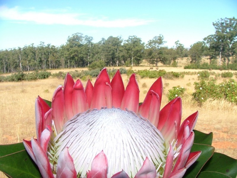 L203 Anduramba Road, Crows Nest QLD 4355