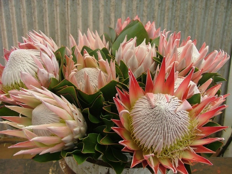 L203 Anduramba Road, Crows Nest QLD 4355