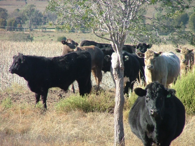 0 Jensen Road, Crows Nest QLD 4355