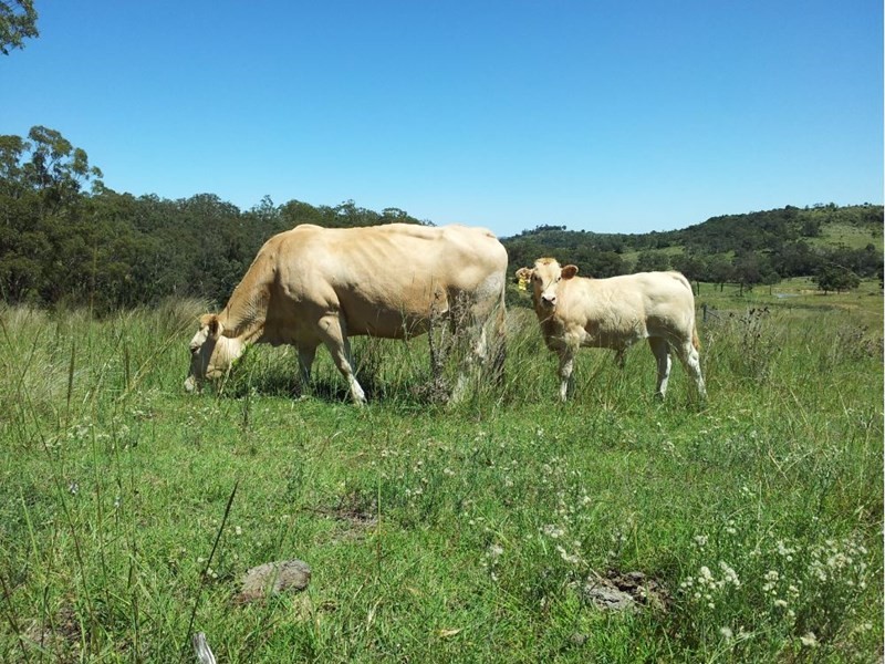 Lot 1 Pechey Maclagan Road, Groomsville QLD 4352