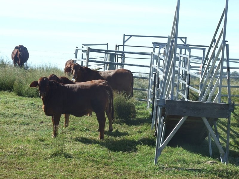 1191 Djuan Road, Haden QLD 4353