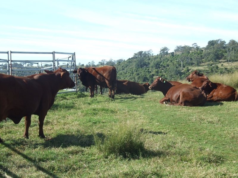 1191 Djuan Road, Haden QLD 4353