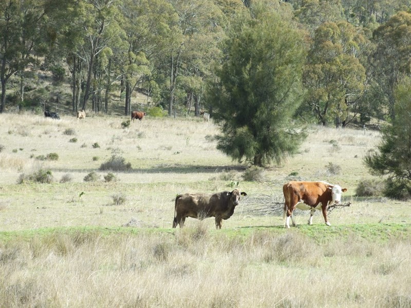 L191 Schmaling Road, Groomsville QLD 4352