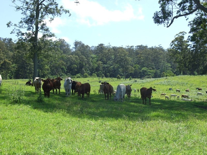 447 National Park Road, Ravensbourne QLD 4352