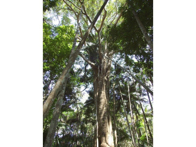 447 National Park Road, Ravensbourne QLD 4352