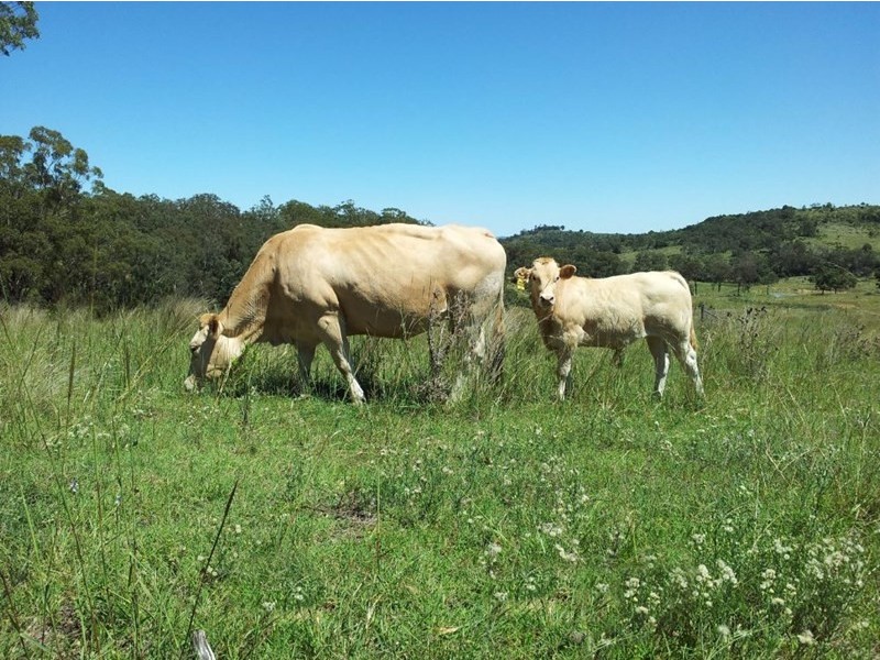 Lot 1 Pechey Maclagen Road, Groomsville QLD 4352