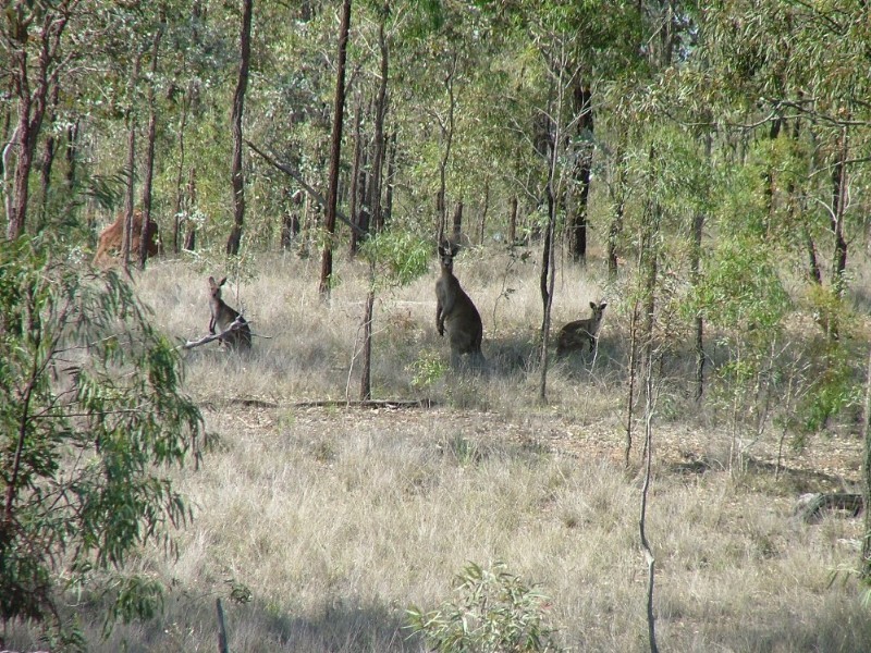 Lot 1 Emu Creek Road, Crows Nest QLD 4355