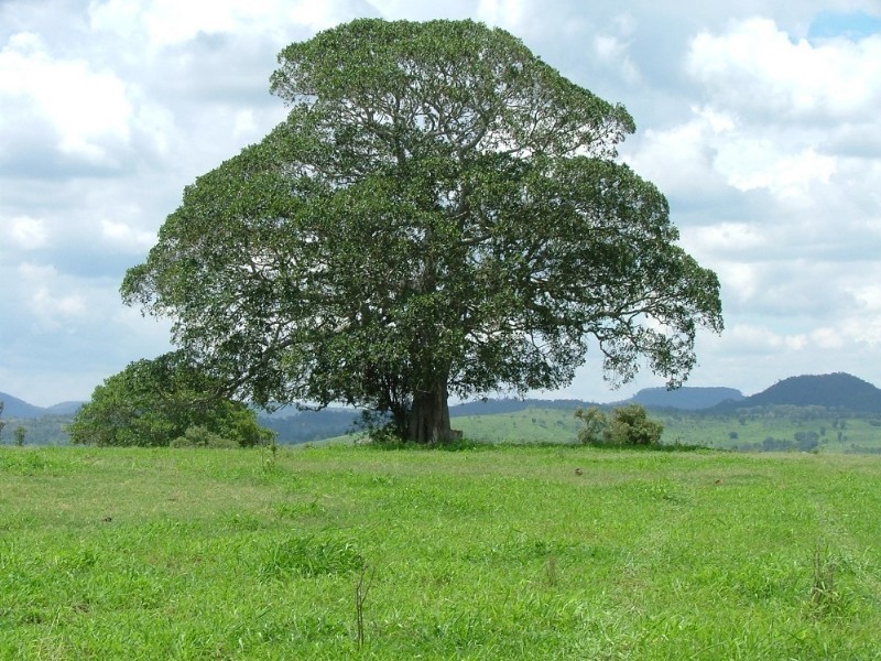 1289 Bunya Mountain Road, Maclagan QLD 4352