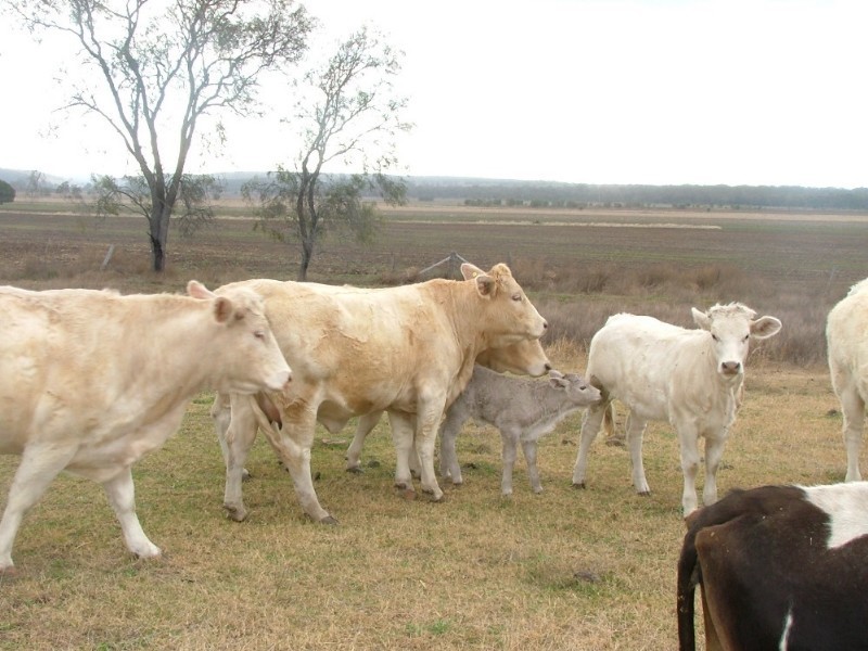 815 Acland Silverleigh Road, Goombungee QLD 4354